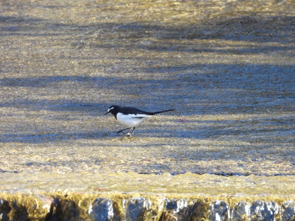 Japanese Wagtail - ML611193919