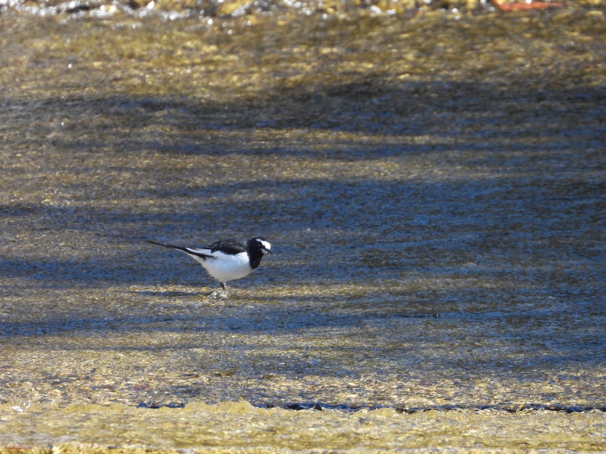 Japanese Wagtail - ML611193920