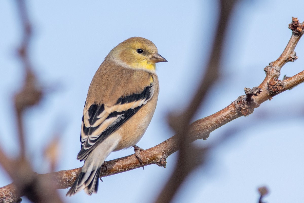 American Goldfinch - ML611193926