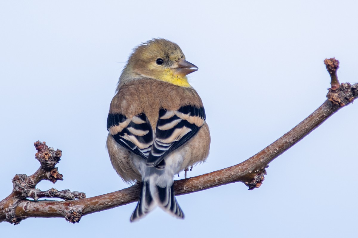 American Goldfinch - ML611193927