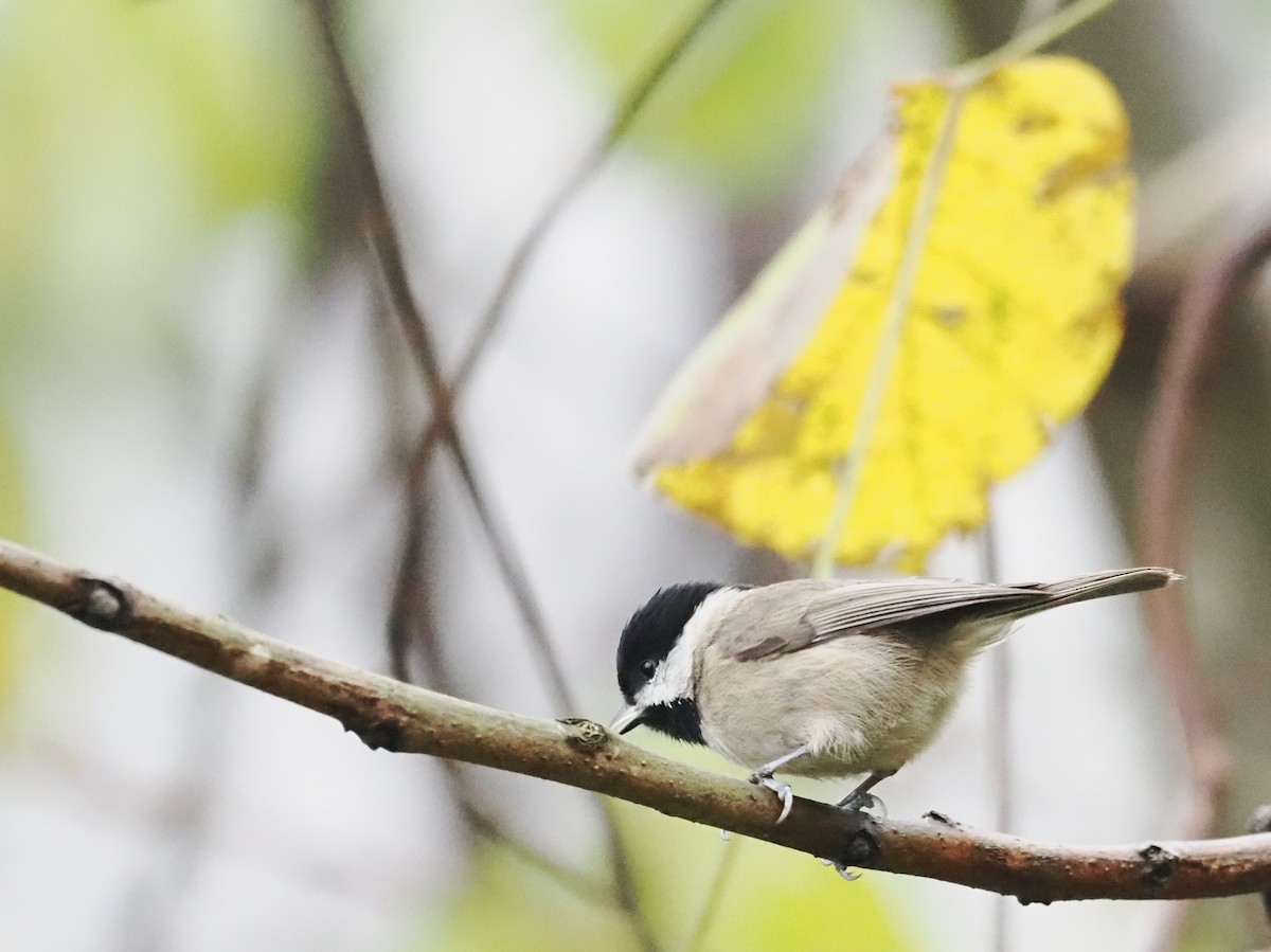 Black-bibbed Tit - ML611194022