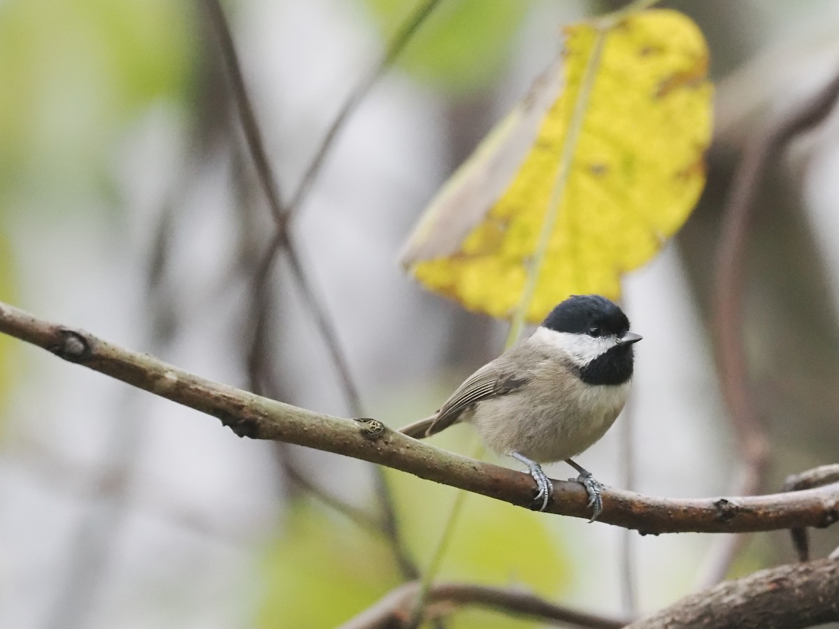 Mésange à bavette - ML611194023