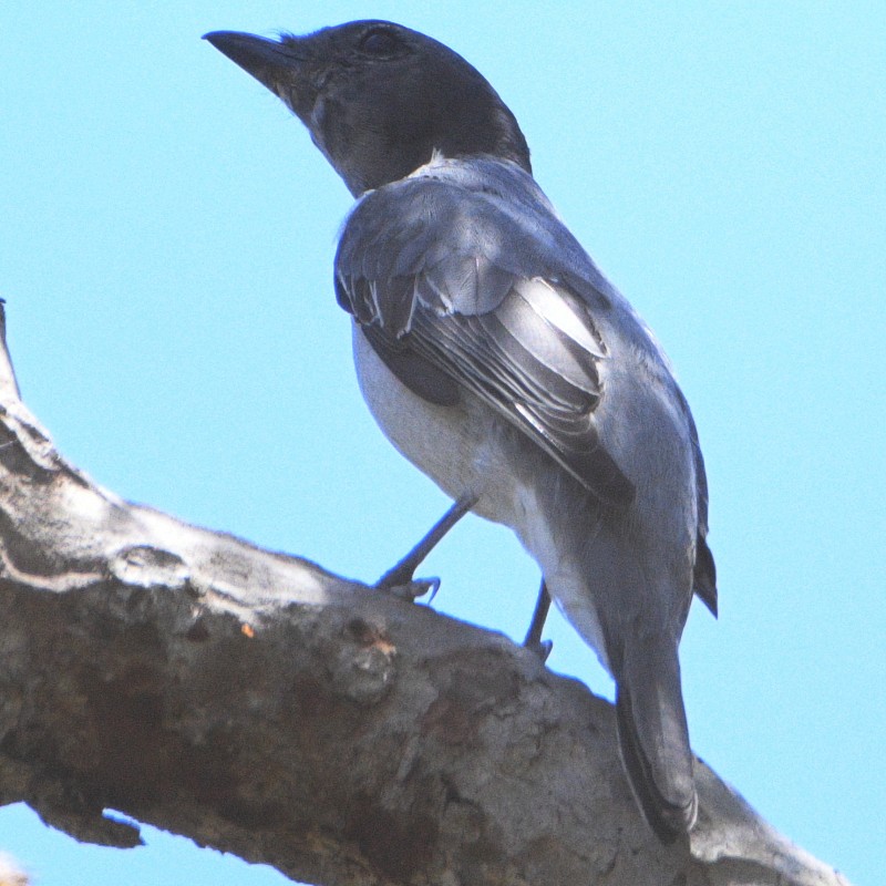 Madagascar Cuckooshrike - ML611194061