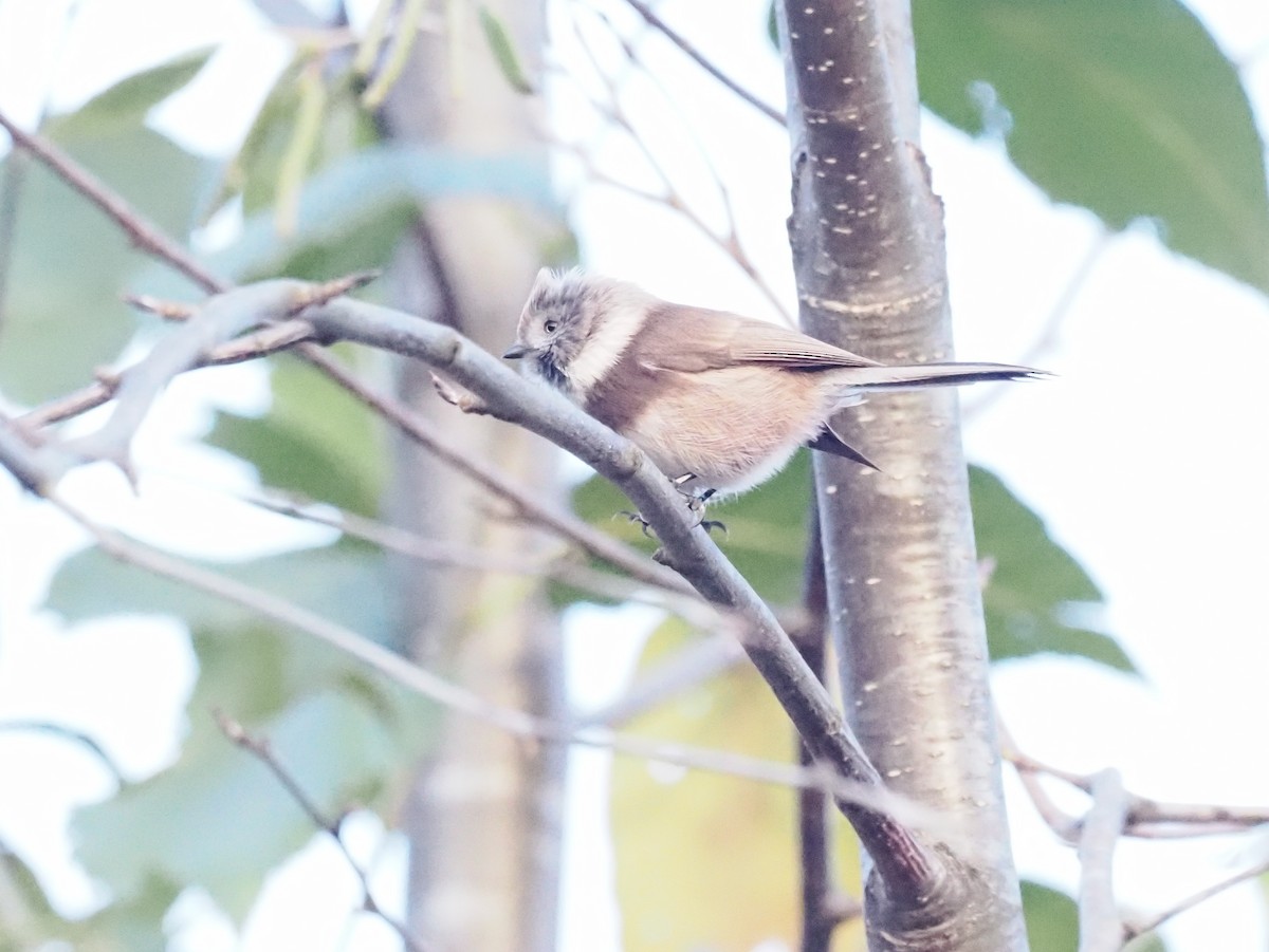 Sooty Tit - ML611194072