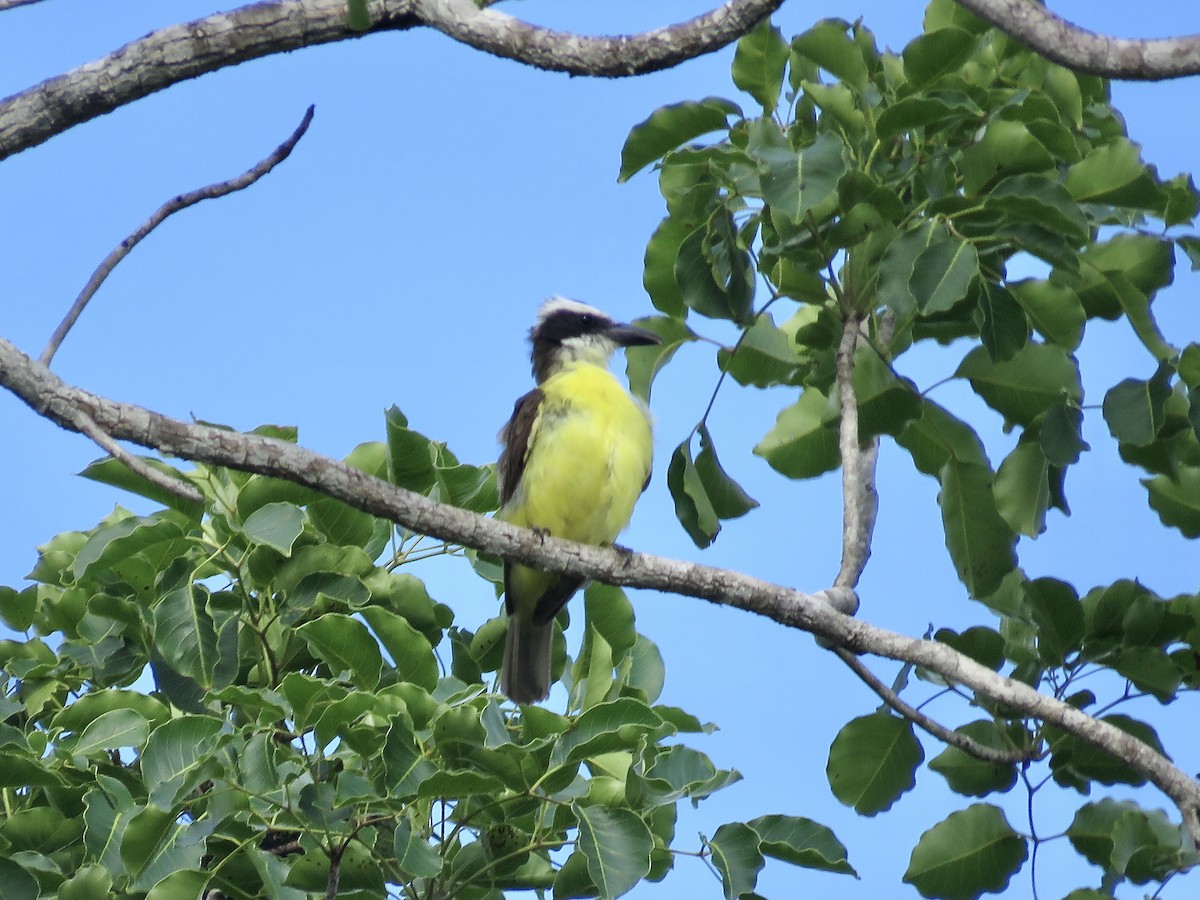 Boat-billed Flycatcher (Northern) - ML611194106