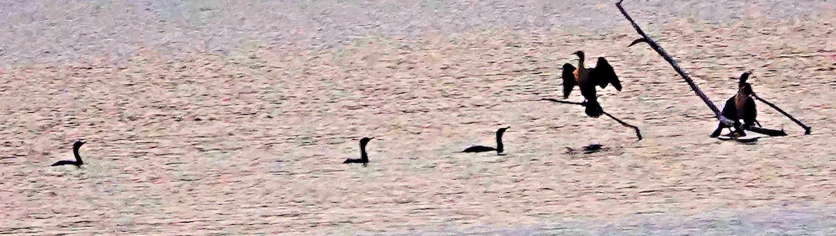 Double-crested Cormorant - ML611194140