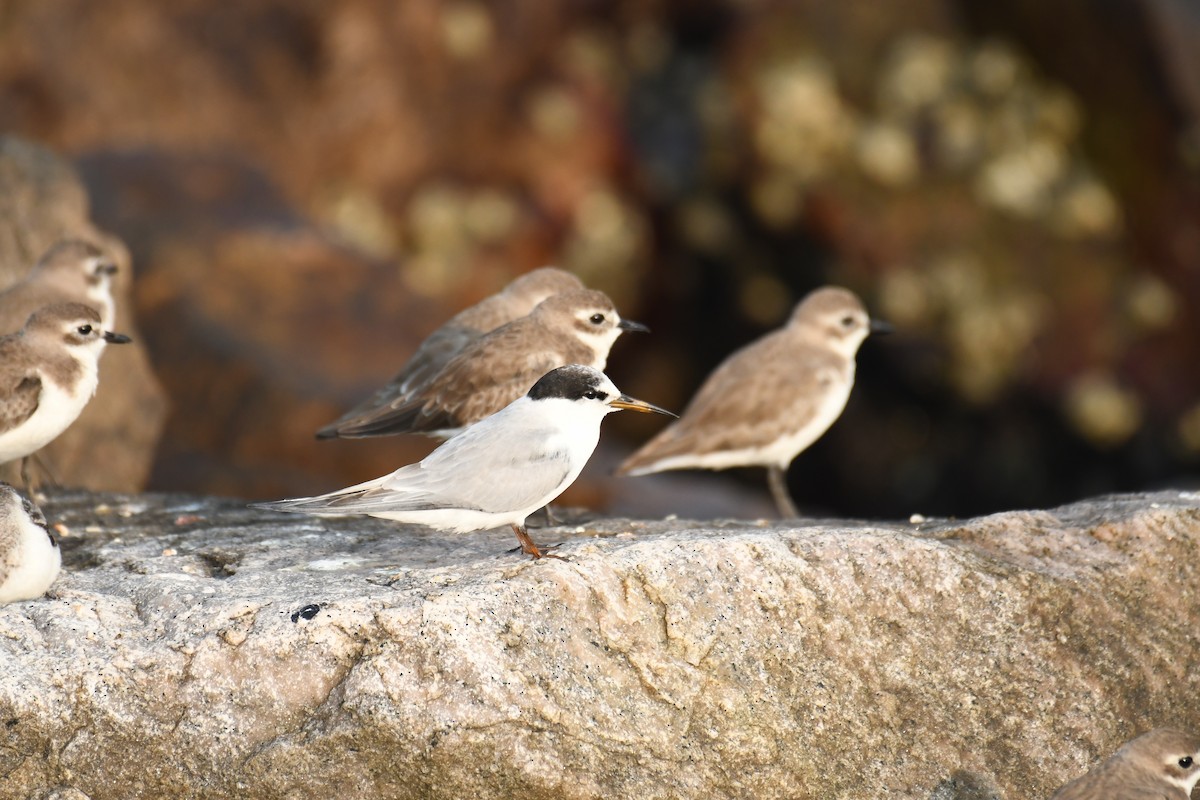 Little Tern - ML611194149