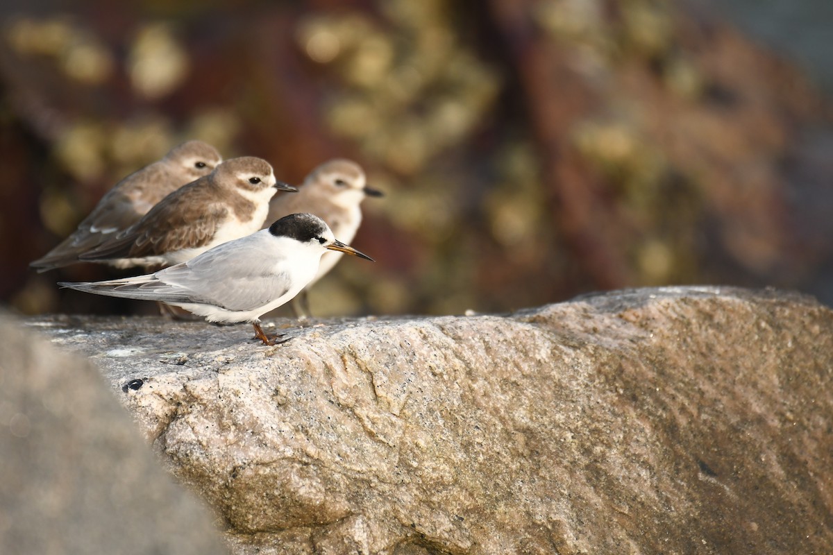 Little Tern - ML611194151