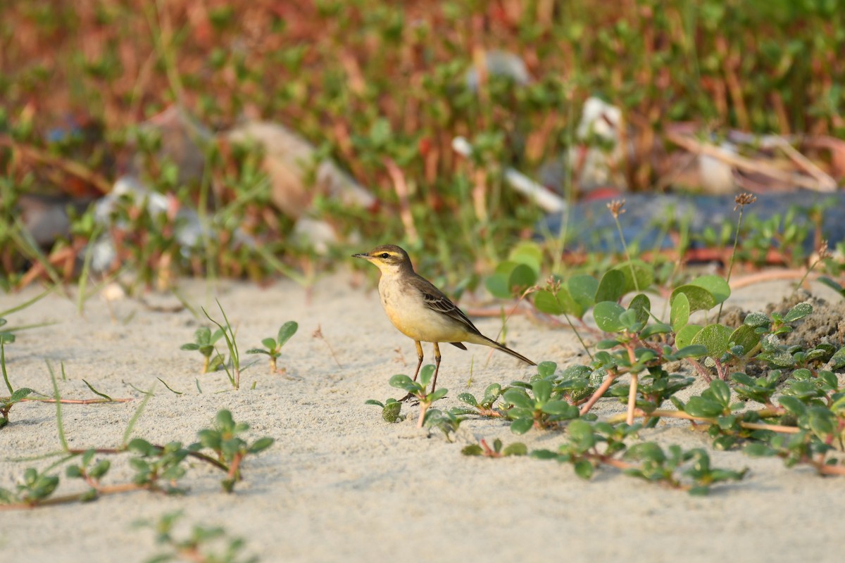 Western Yellow Wagtail - ML611194173