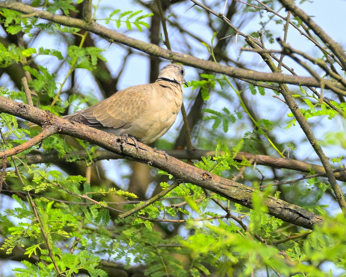 Eurasian Collared-Dove - ML611194187