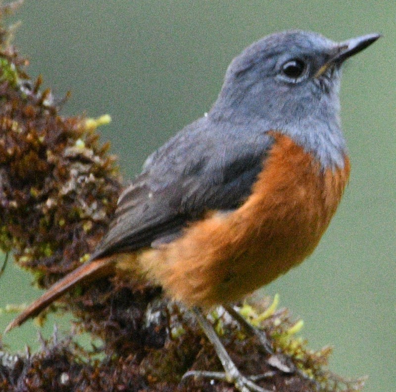 Forest Rock-Thrush - Jos Simons