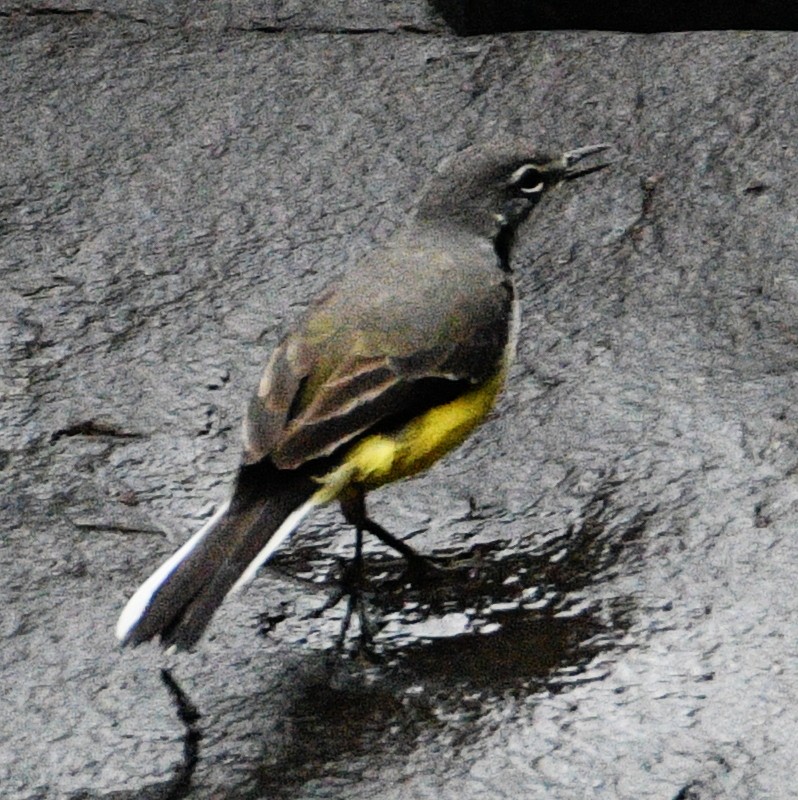 Madagascar Wagtail - ML611194232