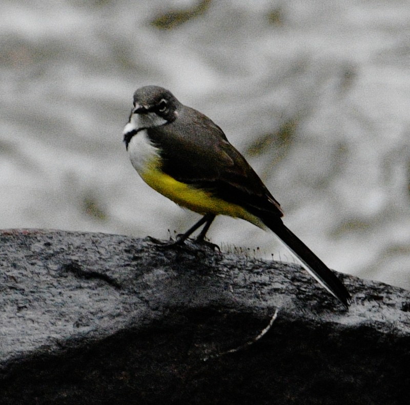 Madagascar Wagtail - ML611194233