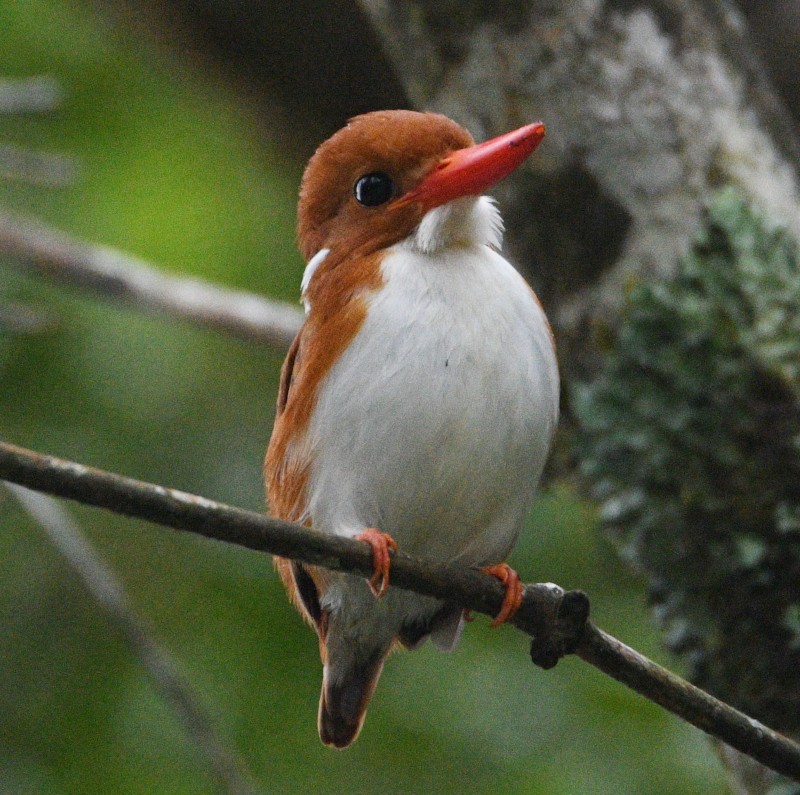 Madagascar Pygmy Kingfisher - ML611194257