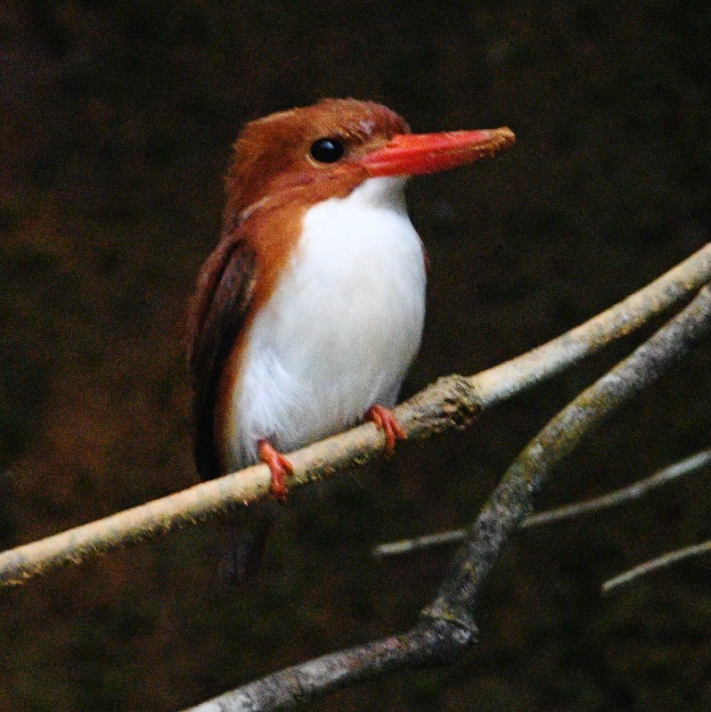 Madagascar Pygmy Kingfisher - ML611194258