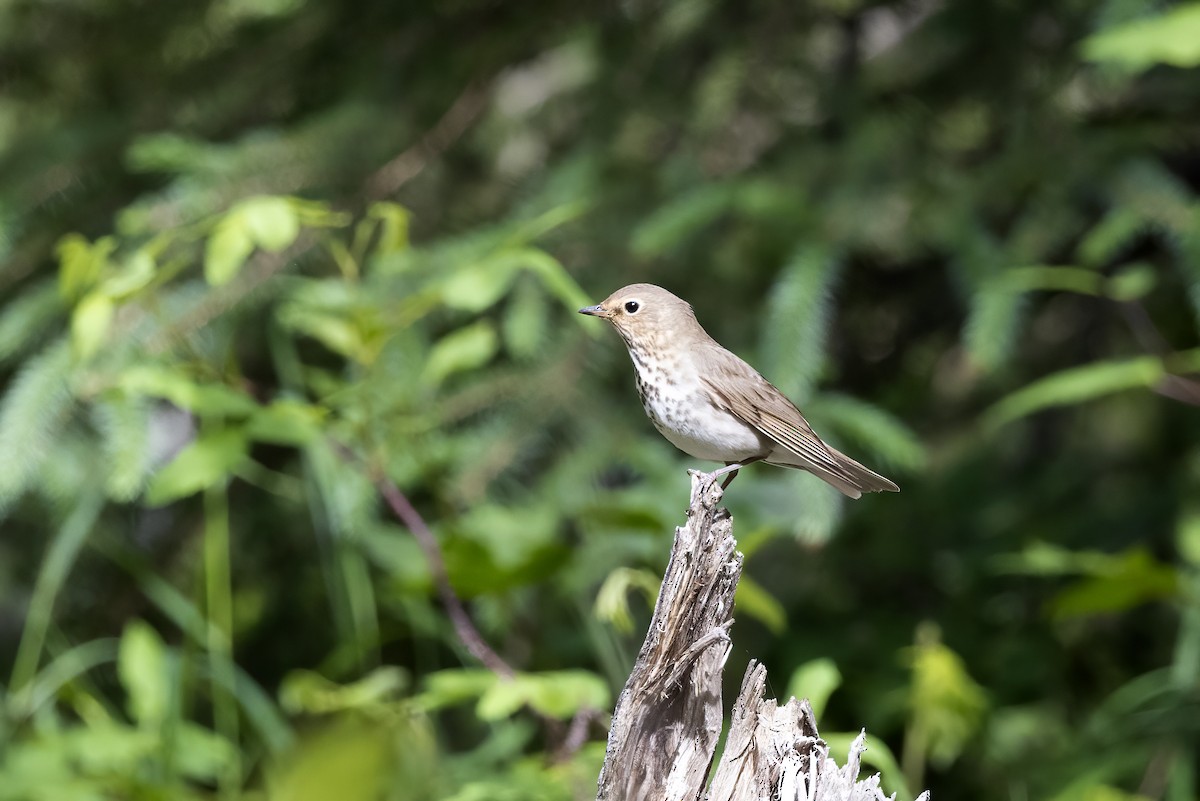 Swainson's Thrush - Delfin Gonzalez