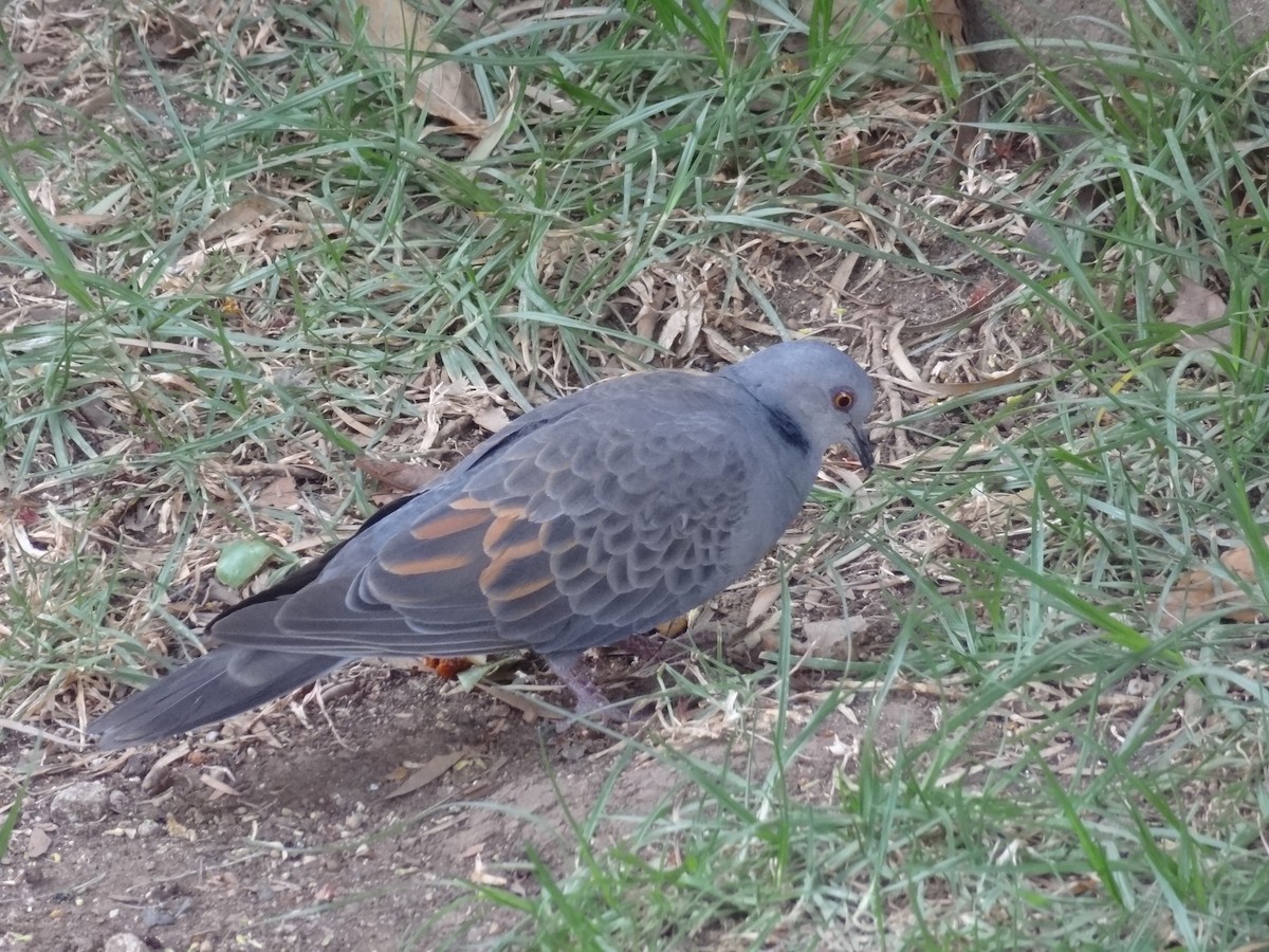 Dusky Turtle-Dove - ML611194330