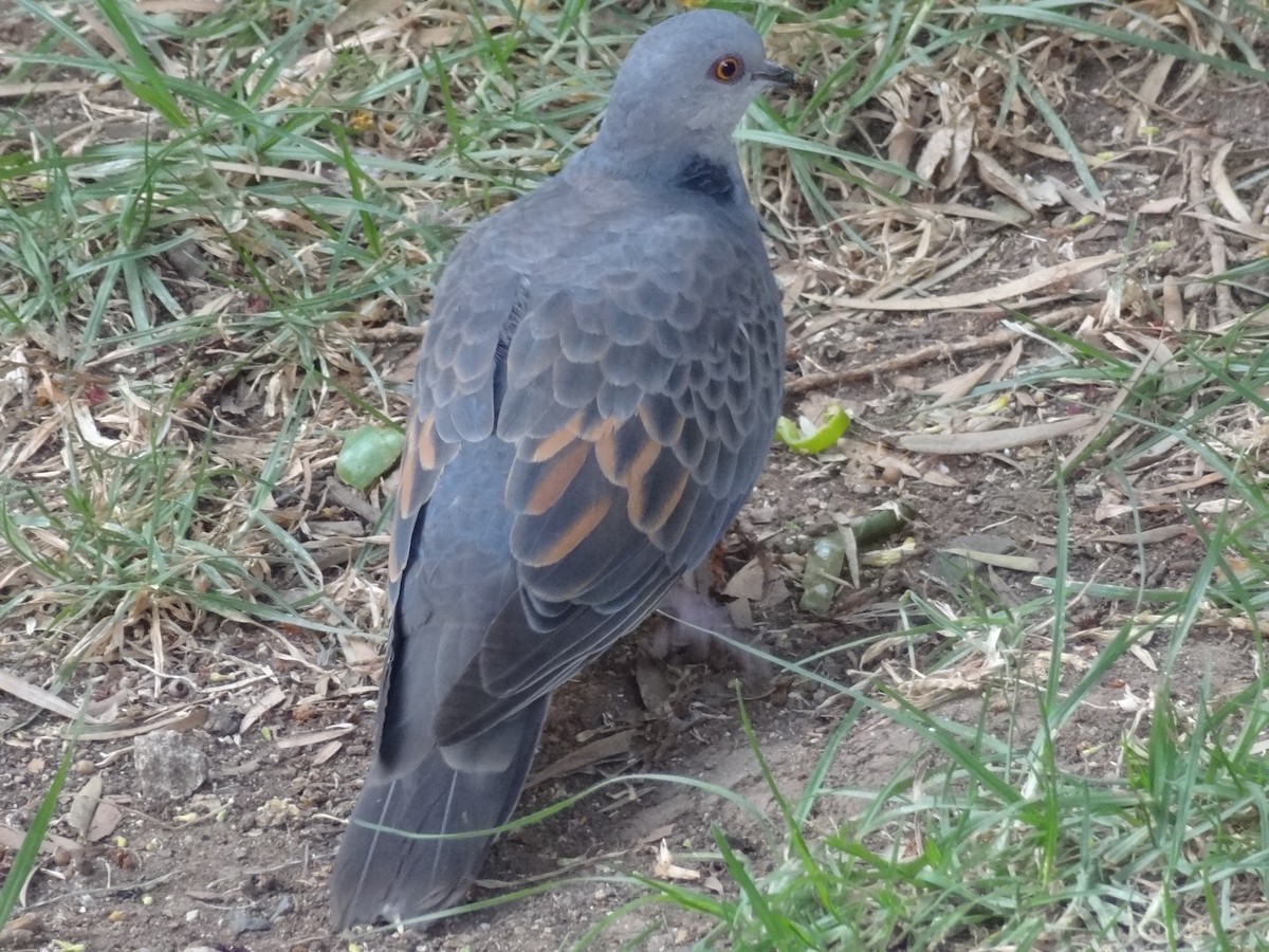 Dusky Turtle-Dove - Guy RUFRAY