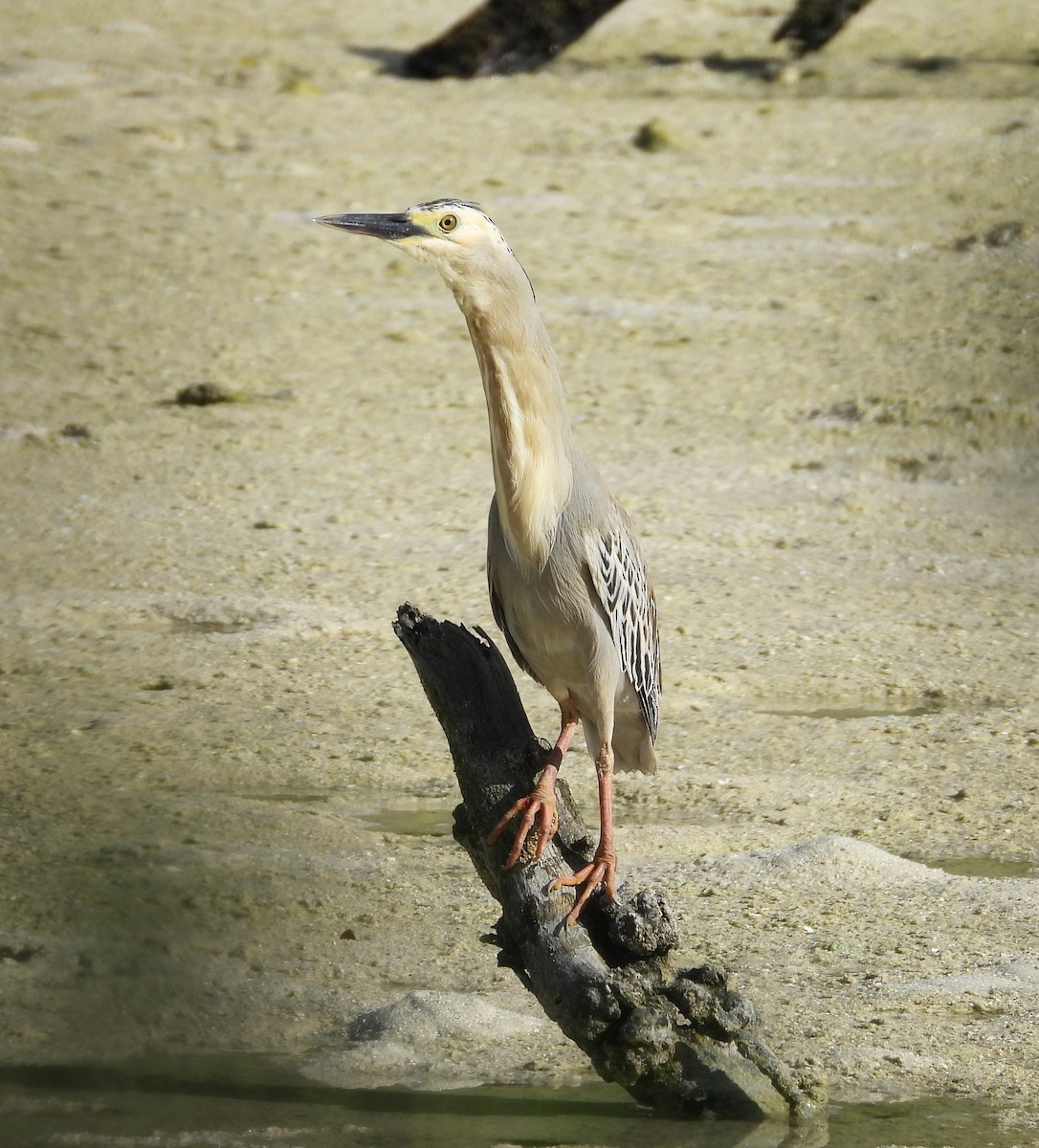 Striated Heron - ML611194352