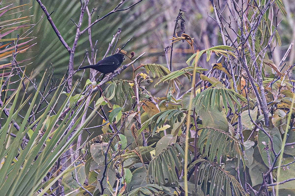 Thick-billed Seed-Finch - ML611194397