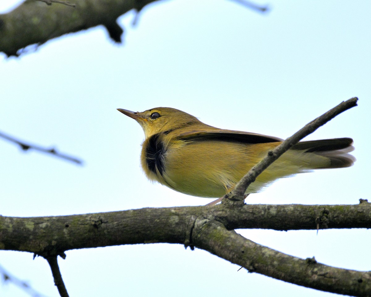 Blyth's Reed Warbler - ML611194427