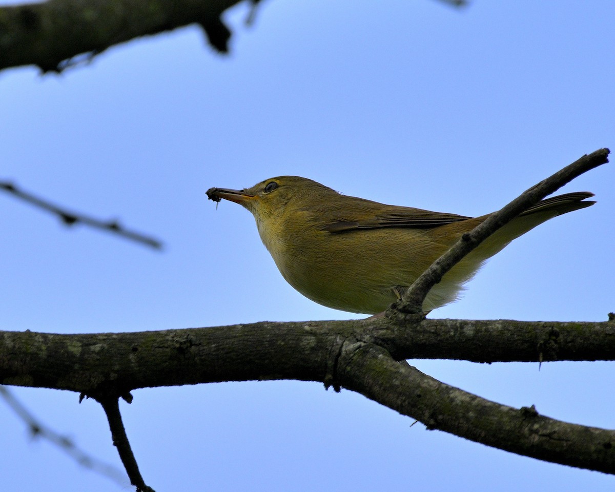 Blyth's Reed Warbler - ML611194428