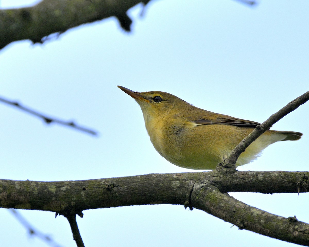 Blyth's Reed Warbler - ML611194430