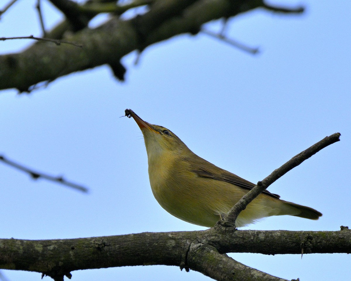 Blyth's Reed Warbler - ML611194433