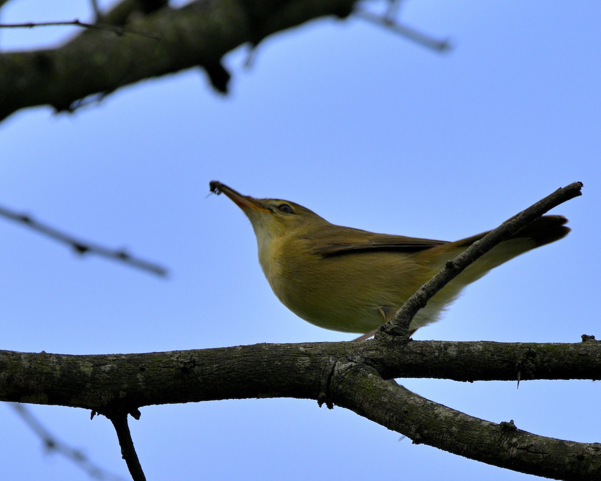 Blyth's Reed Warbler - ML611194435