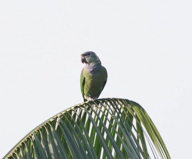 Scaly-headed Parrot - ML611194498