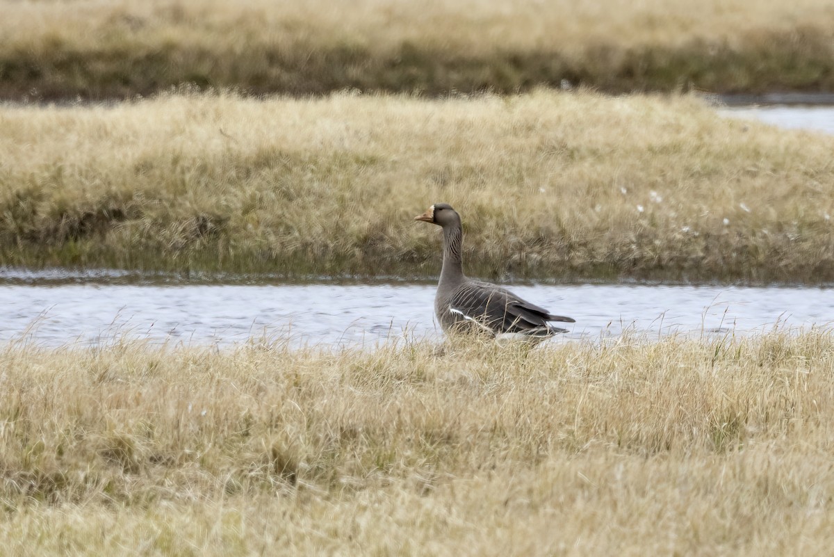 Greater White-fronted Goose - ML611194576