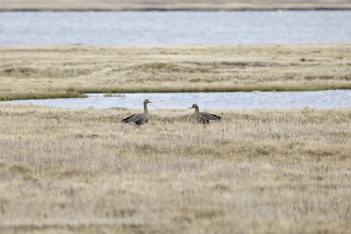 Greater White-fronted Goose - ML611194581