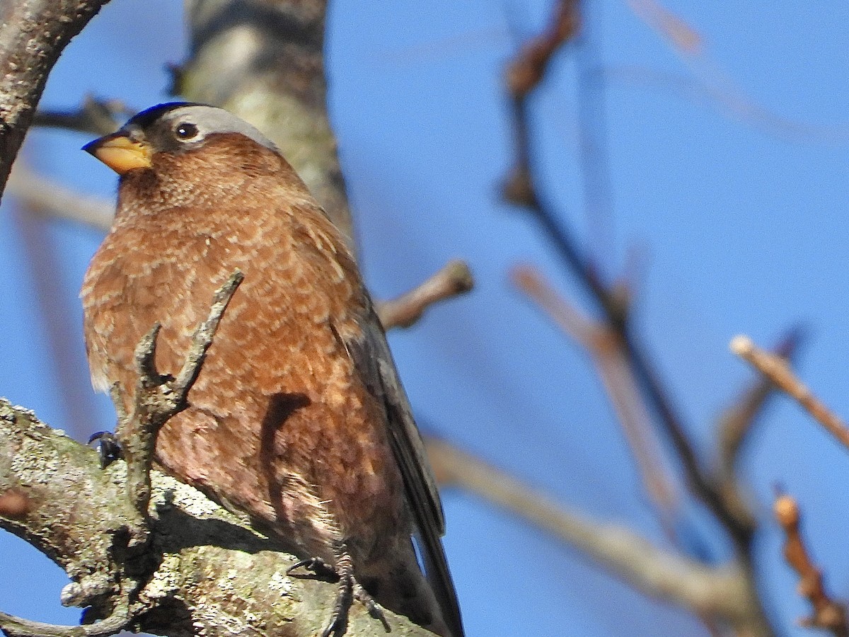 Gray-crowned Rosy-Finch - Laurence Blight