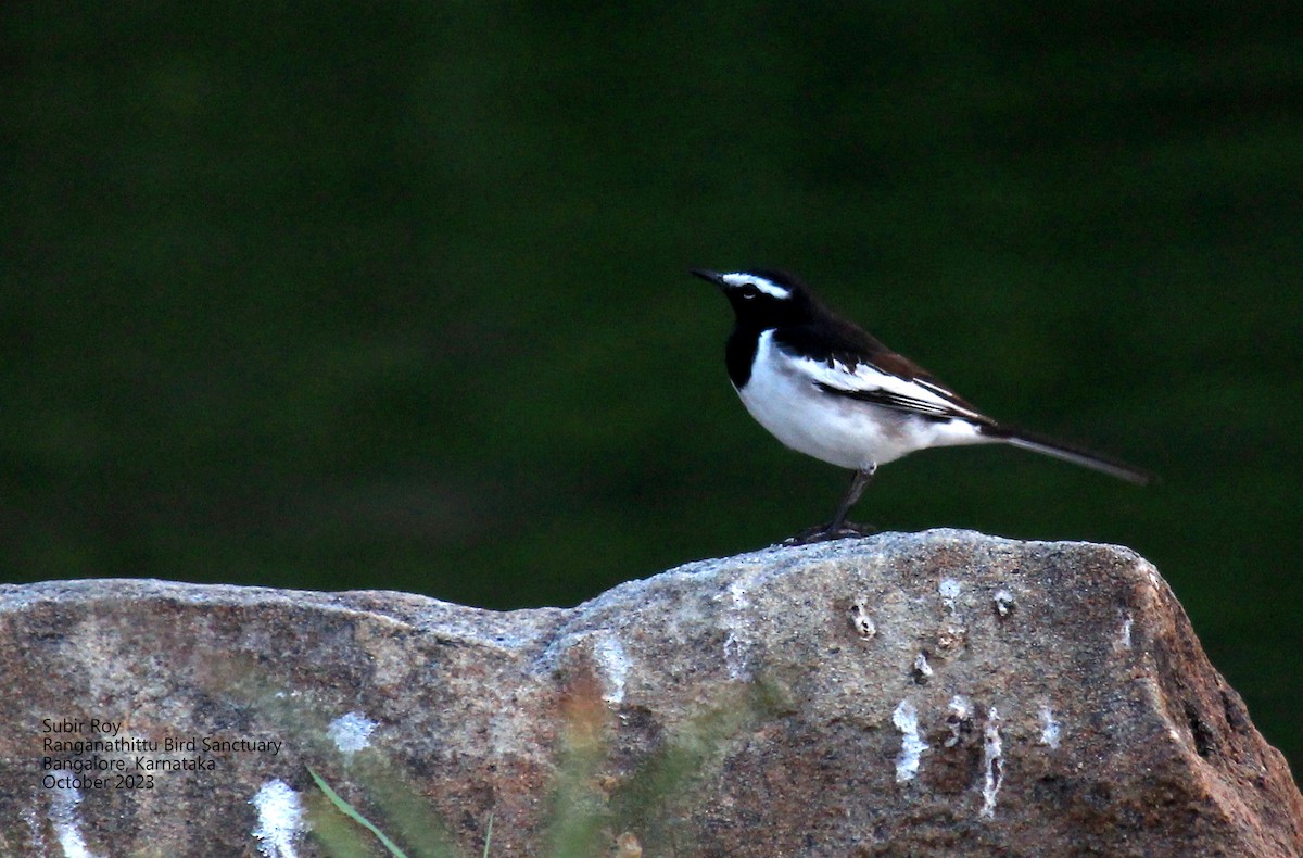 White-browed Wagtail - Subir Roy