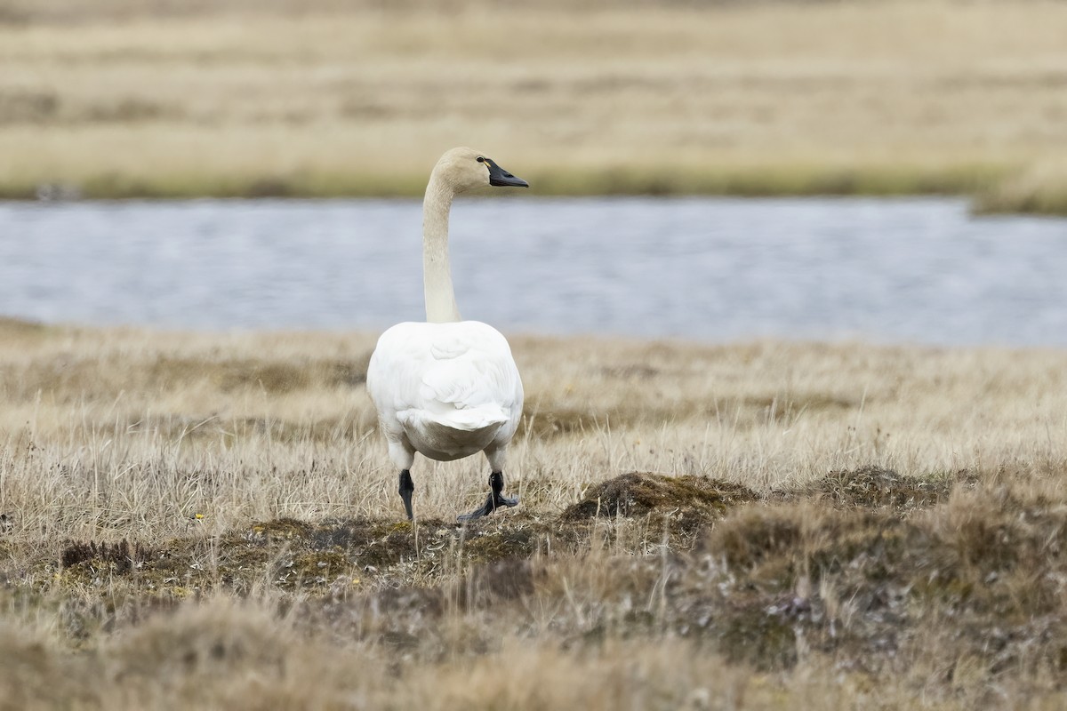 Tundra Swan (Whistling) - ML611194608