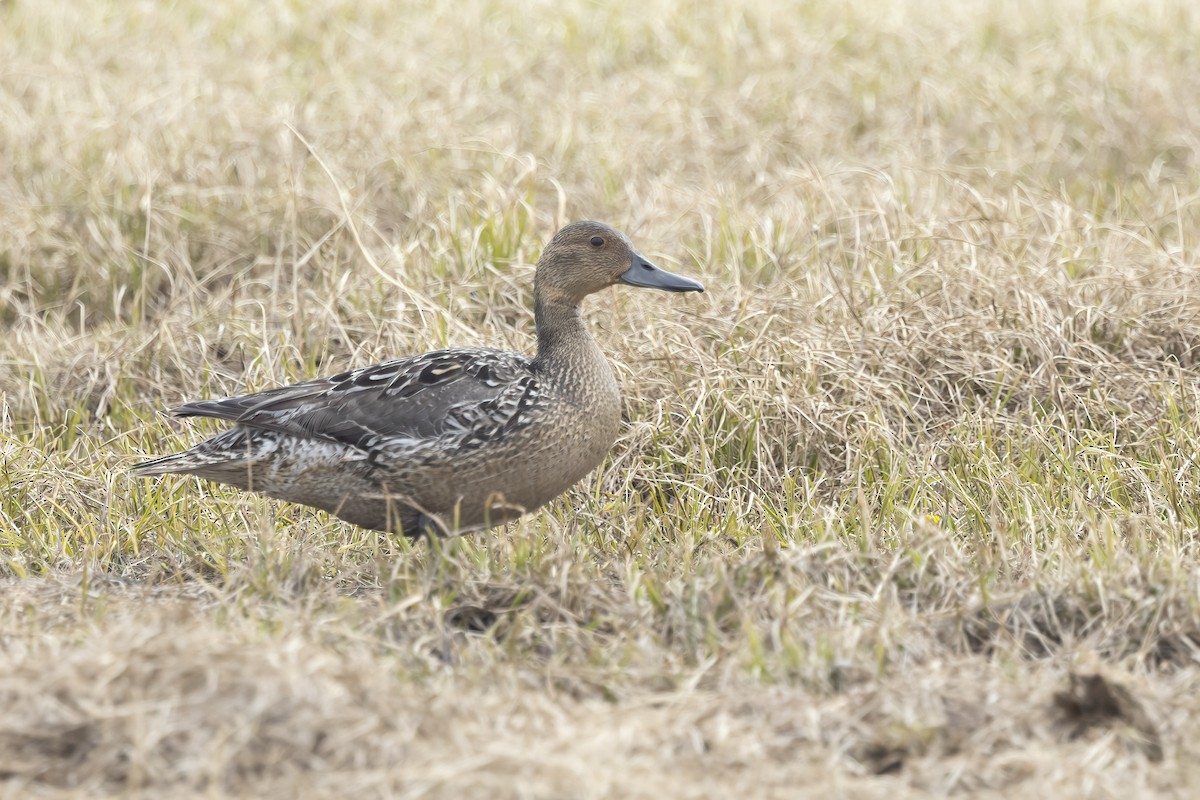 Northern Pintail - ML611194631