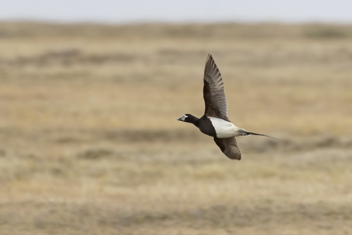 Long-tailed Duck - ML611194647