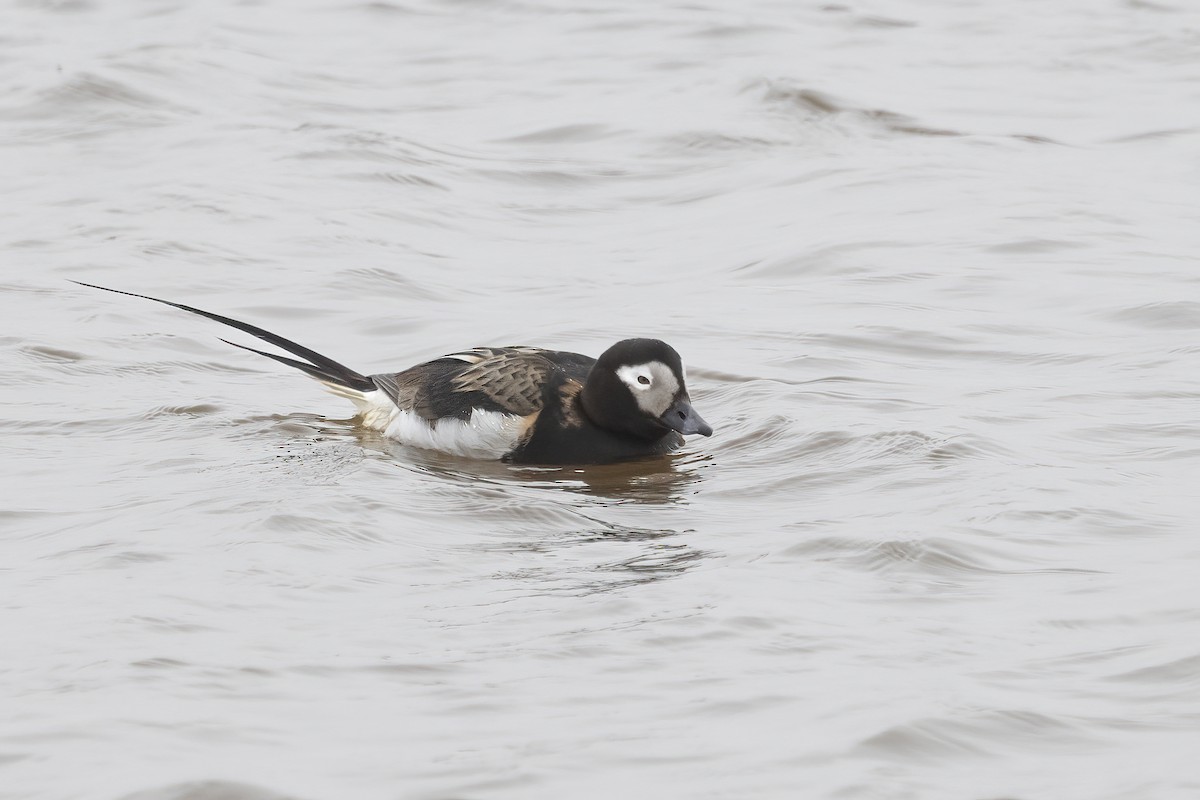 Long-tailed Duck - ML611194649