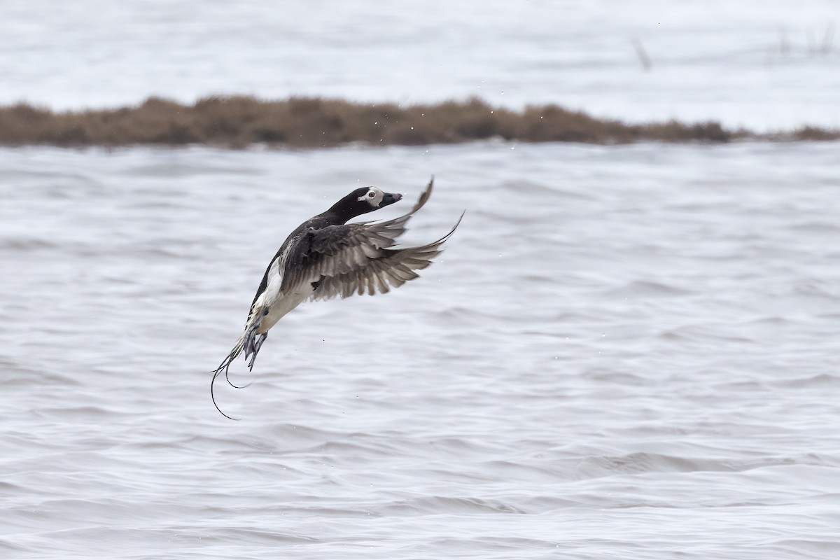 Long-tailed Duck - ML611194651