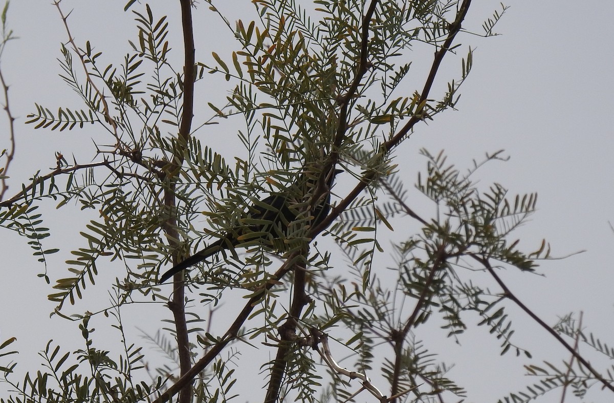 Phainopepla - Chris Dean