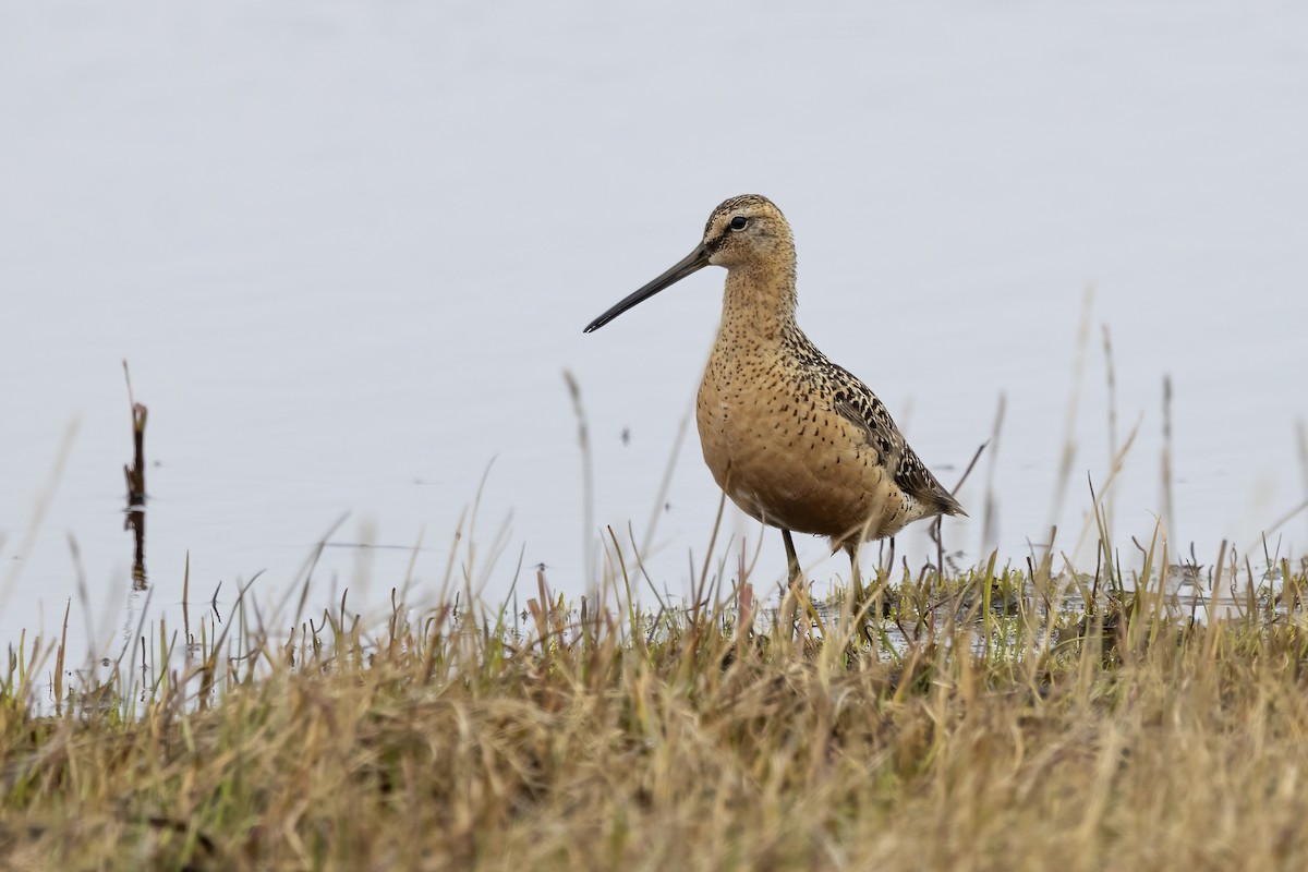 Long-billed Dowitcher - ML611194673