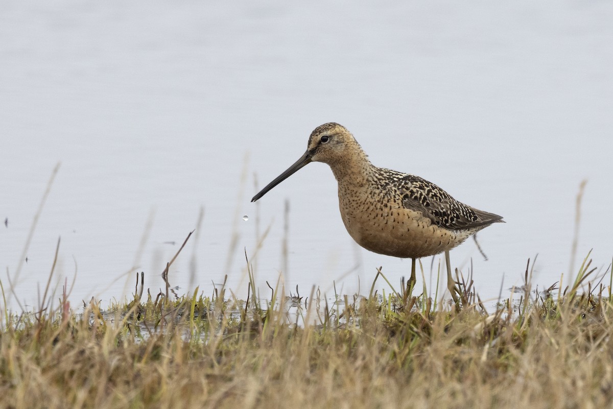 Long-billed Dowitcher - ML611194674