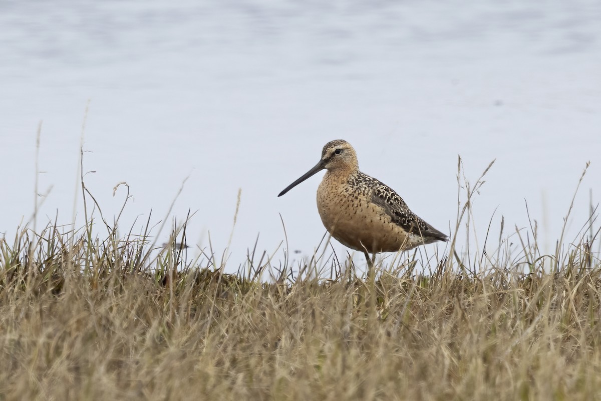 Long-billed Dowitcher - ML611194675