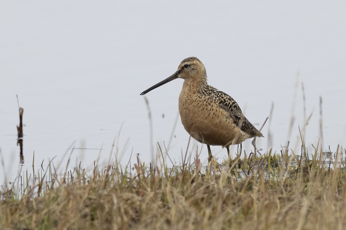 Long-billed Dowitcher - ML611194676