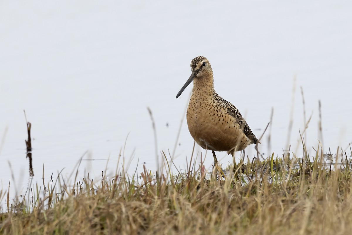 Long-billed Dowitcher - ML611194677