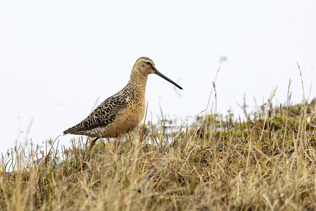 Long-billed Dowitcher - ML611194678