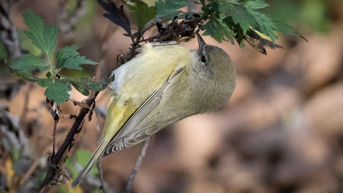 Orange-crowned Warbler - ML611194689
