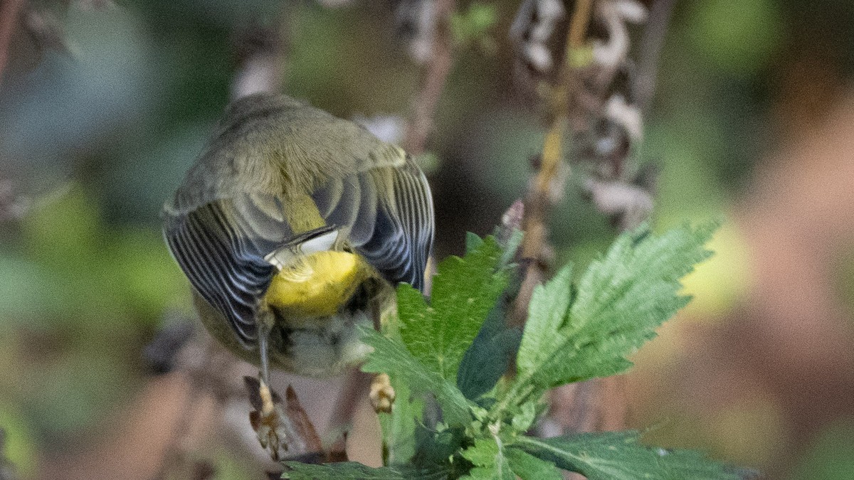 Orange-crowned Warbler - ML611194690