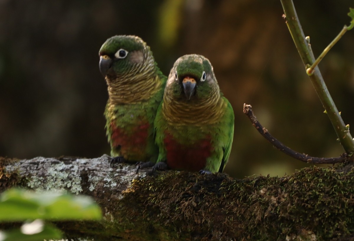 Conure de Vieillot - ML611194699