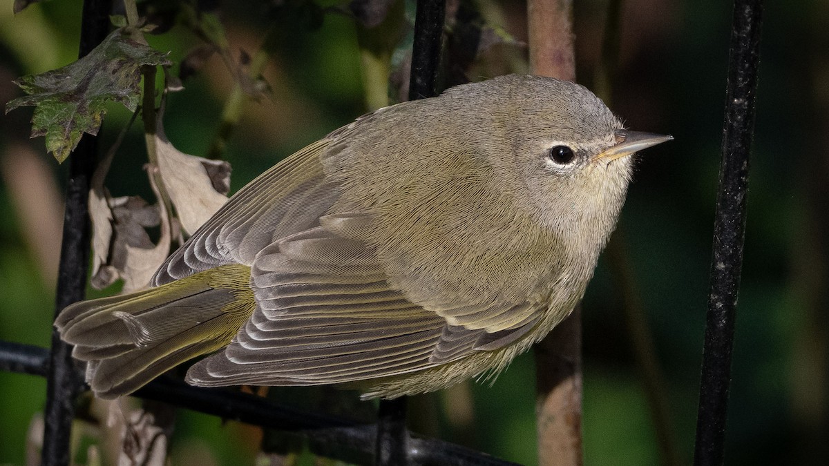 Orange-crowned Warbler - ML611194737